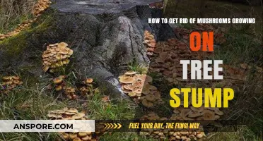 Effective Ways to Eliminate Mushrooms Growing on Your Tree Stump