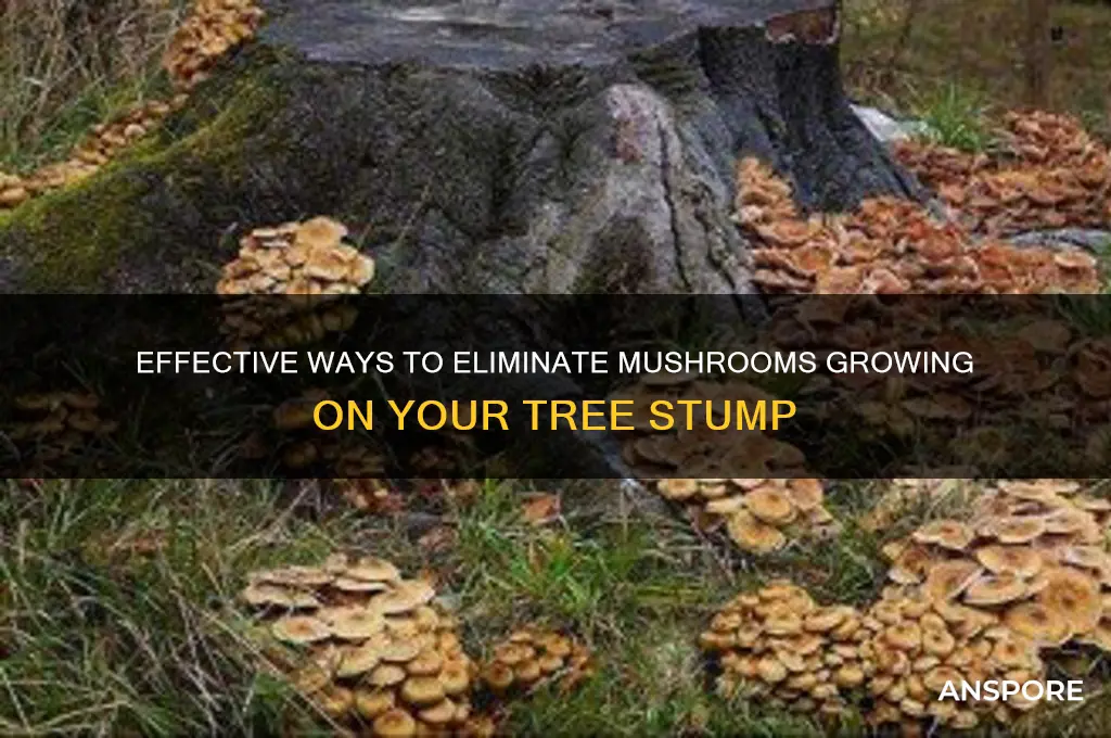 how to get rid of mushrooms growing on tree stump