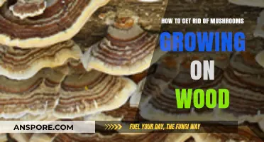 Effective Ways to Eliminate Mushrooms Growing on Wood Surfaces
