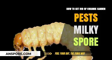 Effective Milky Spore Use to Eliminate Organic Garden Pests