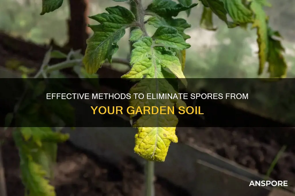 how to get rid of spores in dirt