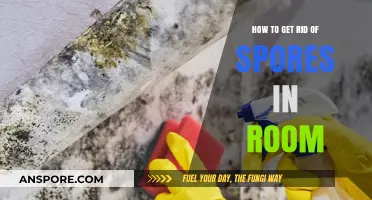 Effective Ways to Eliminate Spores and Improve Indoor Air Quality