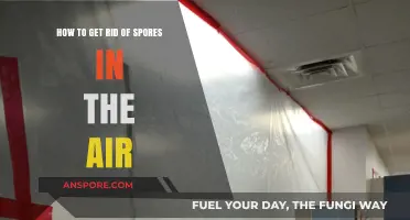 Effective Ways to Eliminate Airborne Spores and Improve Indoor Air Quality