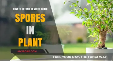 Effective Ways to Eliminate White Mold Spores from Your Plants
