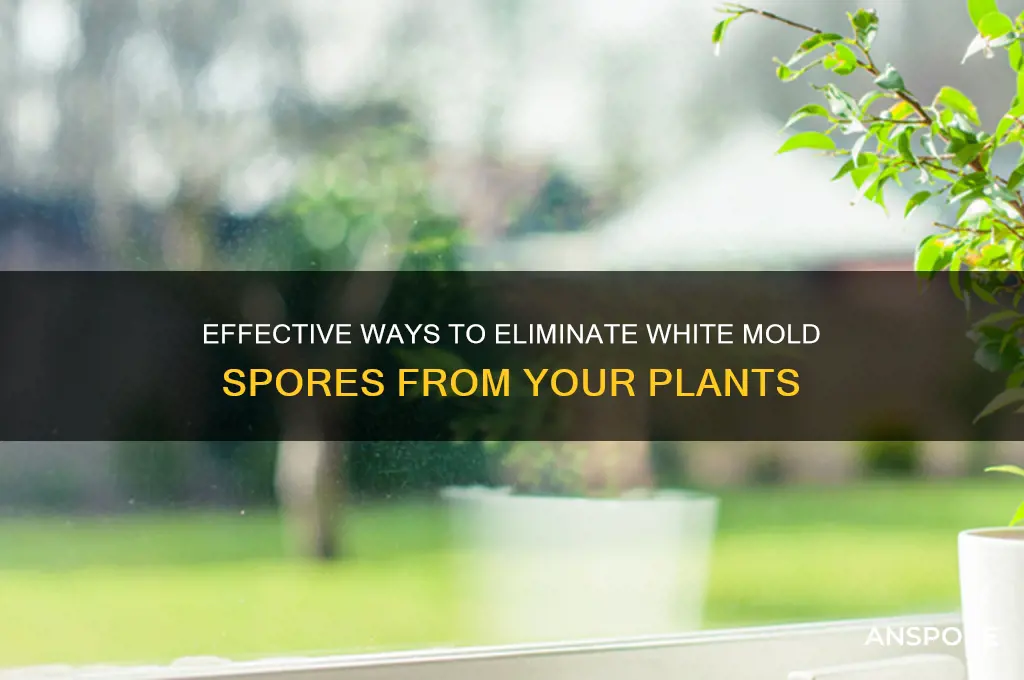 how to get rid of white mold spores in plant