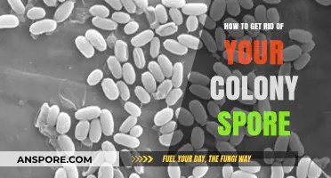 Effective Strategies to Eliminate Colony Spores and Prevent Recurrence