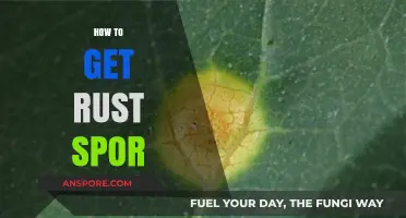 Effective Strategies to Obtain Rust Spores for Your Projects