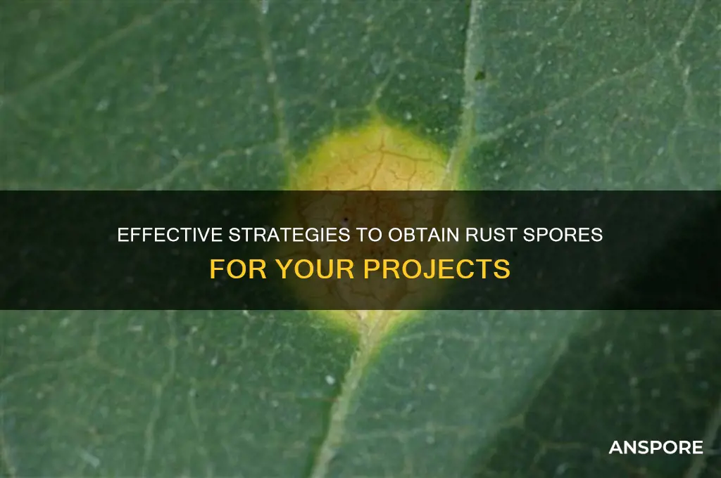 how to get rust spor