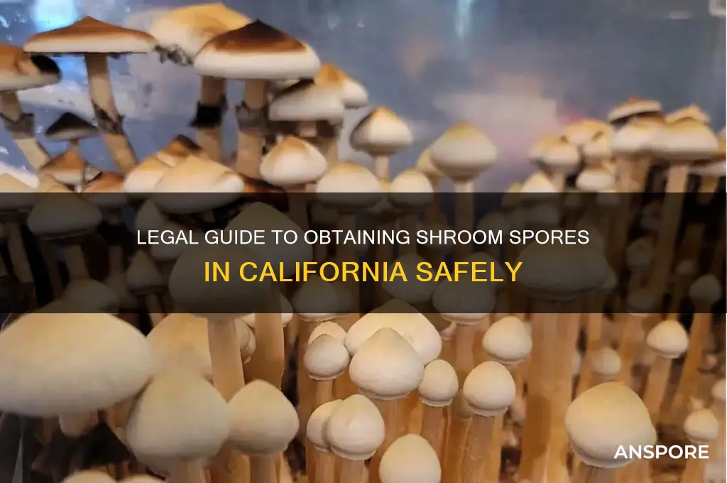 how to get shroom spores in california