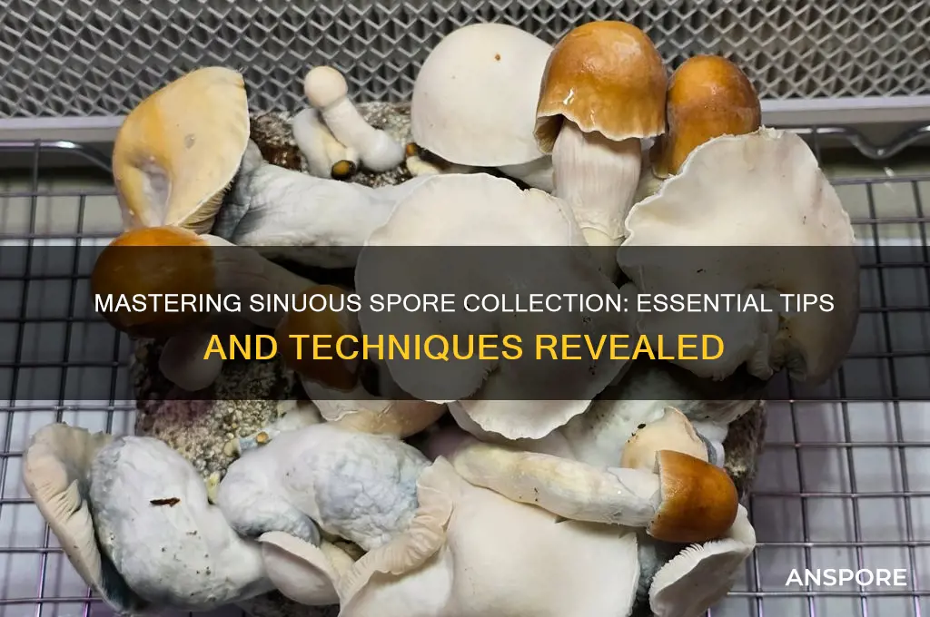 how to get sinuous spore