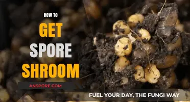 Discovering Spore Shroom: A Comprehensive Guide to Finding and Growing