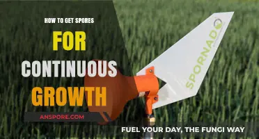 Mastering Continuous Growth: Effective Strategies to Source and Cultivate Spores