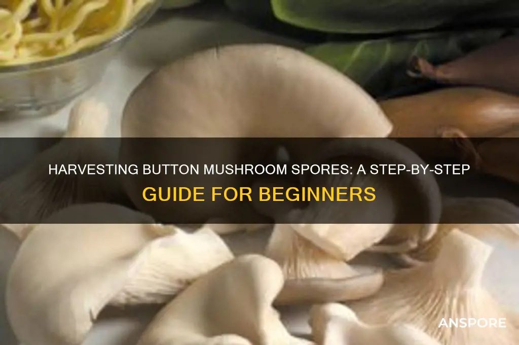 how to get spores from button mushrooms