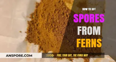 Harvesting Fern Spores: A Step-by-Step Guide for Beginners