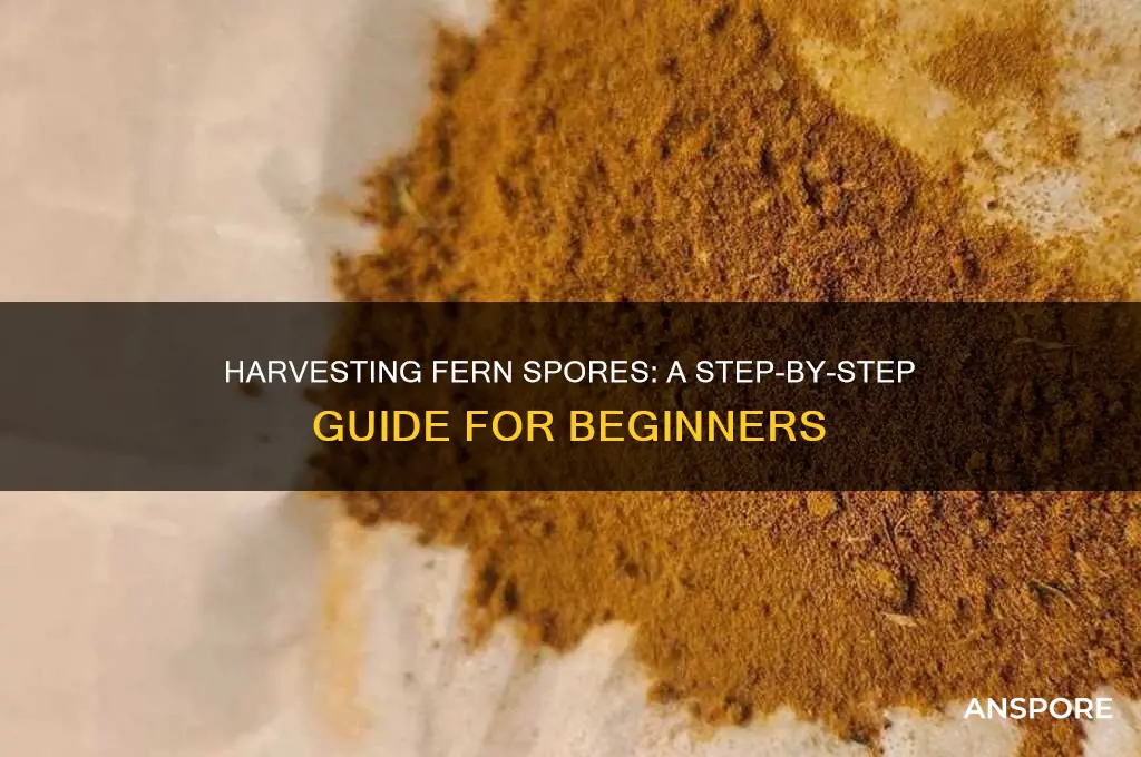 how to get spores from ferns