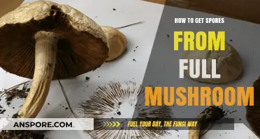 Harvesting Mushroom Spores: A Step-by-Step Guide to Collecting from Mature Fungi