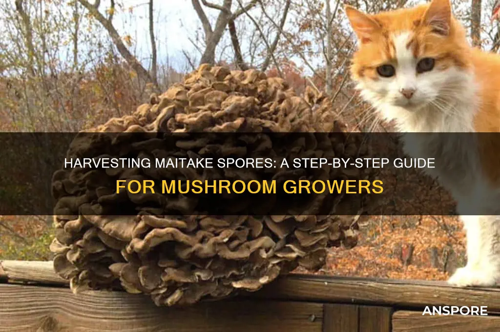 how to get spores from maitake