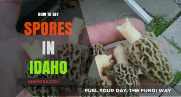 Finding Spores in Idaho: A Beginner's Guide to Foraging Safely
