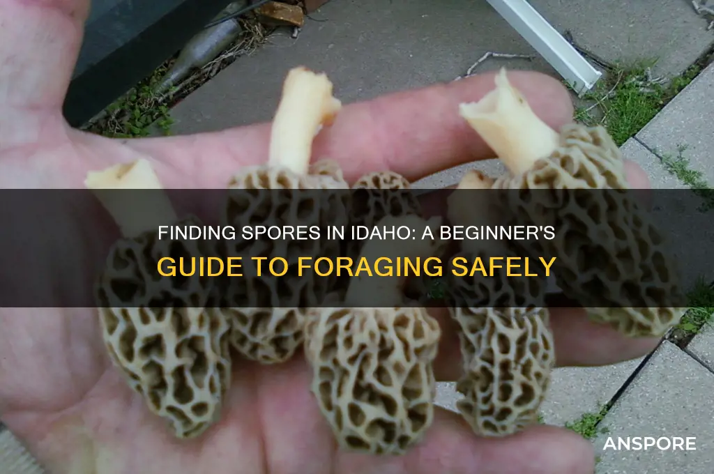how to get spores in idaho