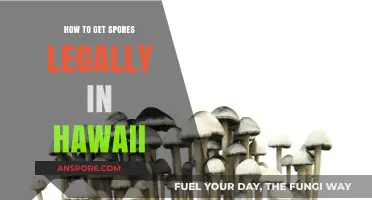 Legal Mushroom Spores in Hawaii: A Comprehensive Guide to Acquisition