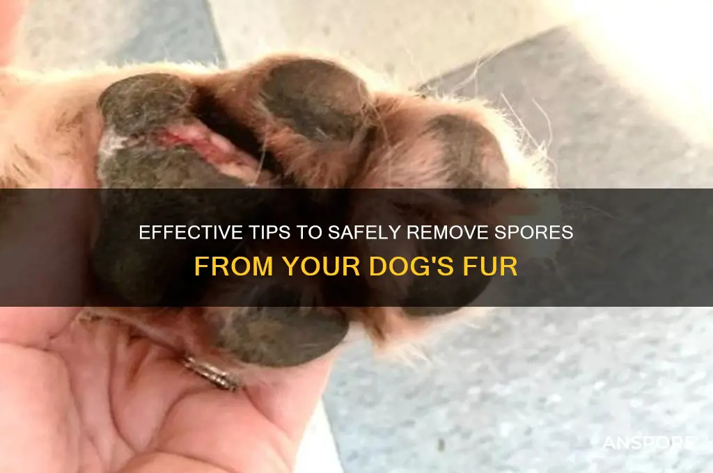 how to get spores out of dog