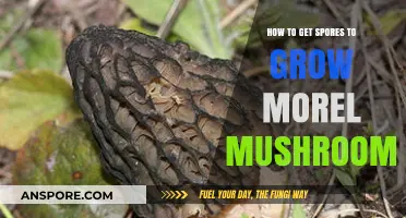 Mastering Morel Mushroom Cultivation: Proven Techniques for Growing Spores Successfully