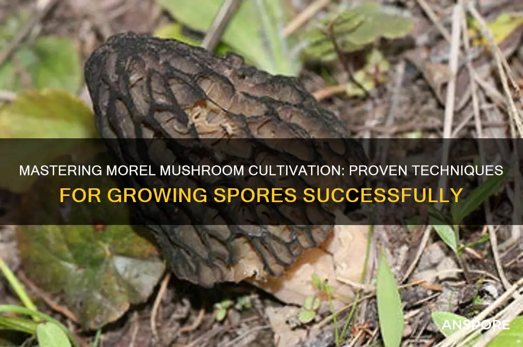 how to get spores to grow morel mushrooms
