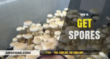 Mastering Mushroom Cultivation: A Beginner's Guide to Obtaining Spores