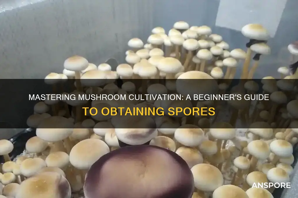 how to get spores