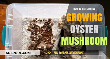 Easy Steps to Begin Growing Oyster Mushrooms at Home
