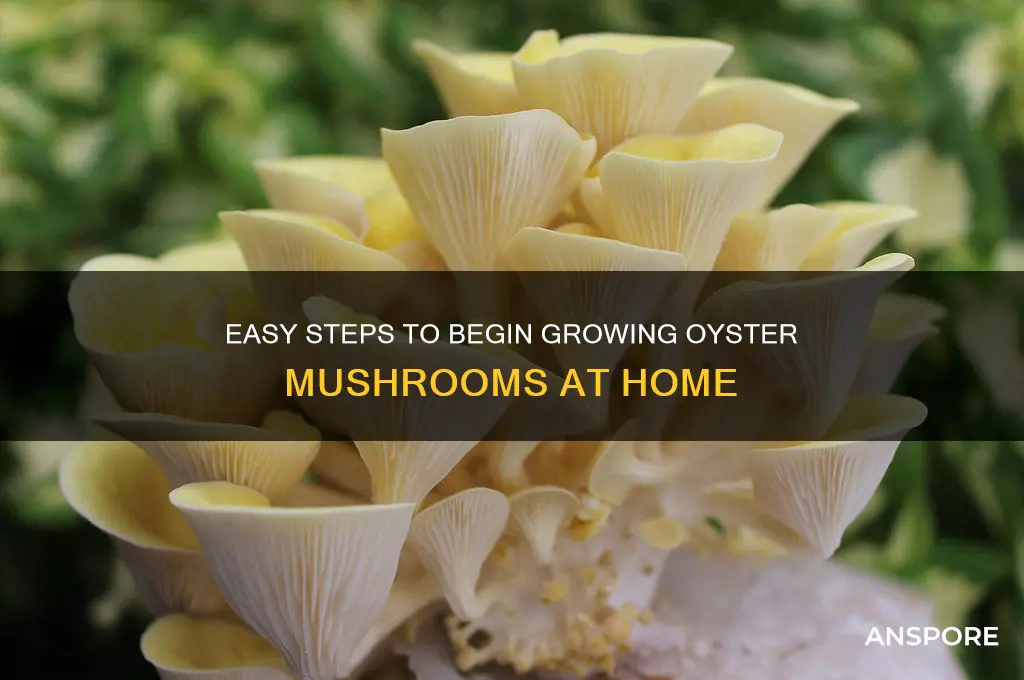 how to get started growing oyster mushrooms