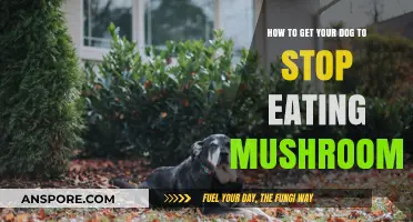 Preventing Mushroom Munching: Safe Strategies to Stop Your Dog's Habit