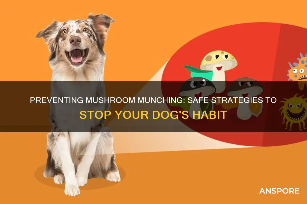 how to get your dog to stop eating mushrooms