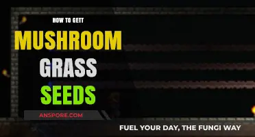 Growing Mushroom Grass: A Step-by-Step Guide to Obtaining Seeds