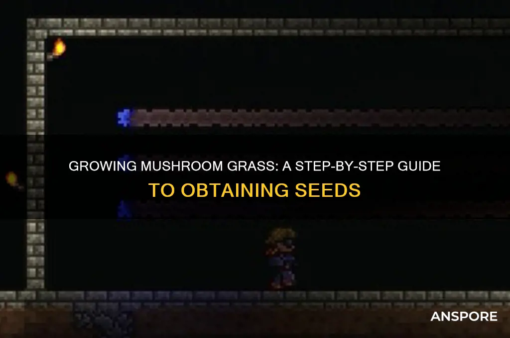how to gett mushroom grass seeds