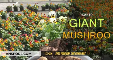 Grow Giant Mushrooms: A Step-by-Step Guide