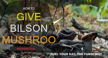 The Magic of Giving Bilson Mushrooms: A Guide