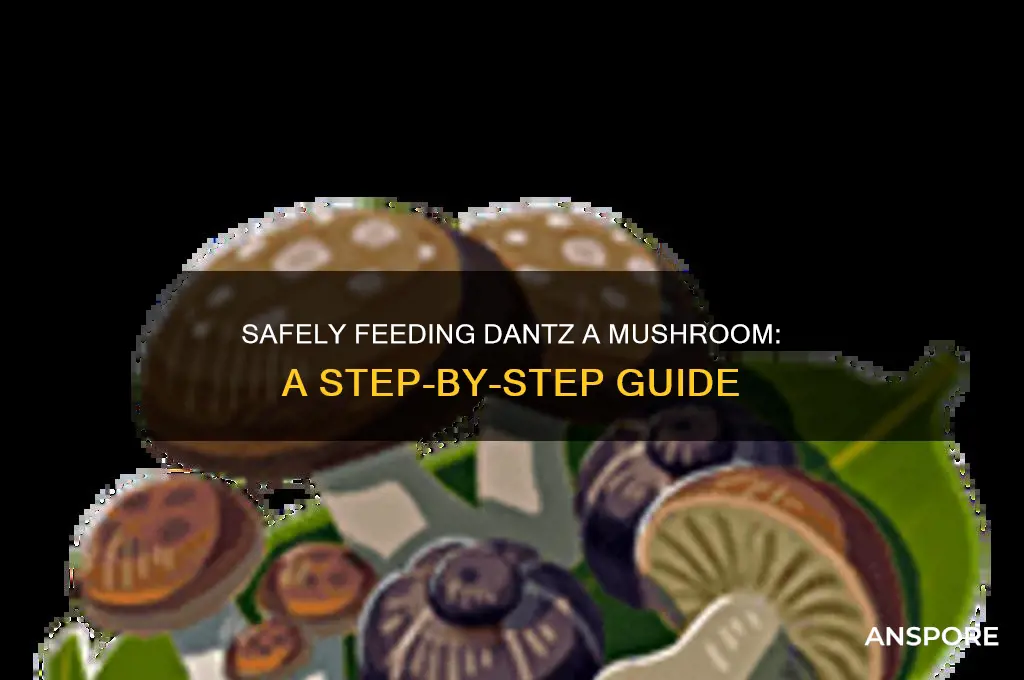 how to give dantz a mushroom