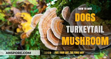Safely Feeding Dogs Turkey Tail Mushrooms: A Step-by-Step Guide