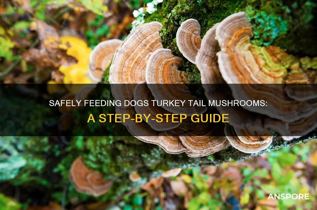 how to give dogs turkeytail mushrooms