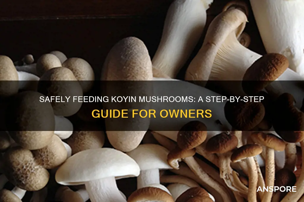 how to give koyin a mushroom