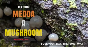 Caring for Medda: A Step-by-Step Guide to Giving Mushrooms
