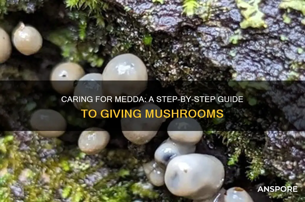 how to give medda a mushroom