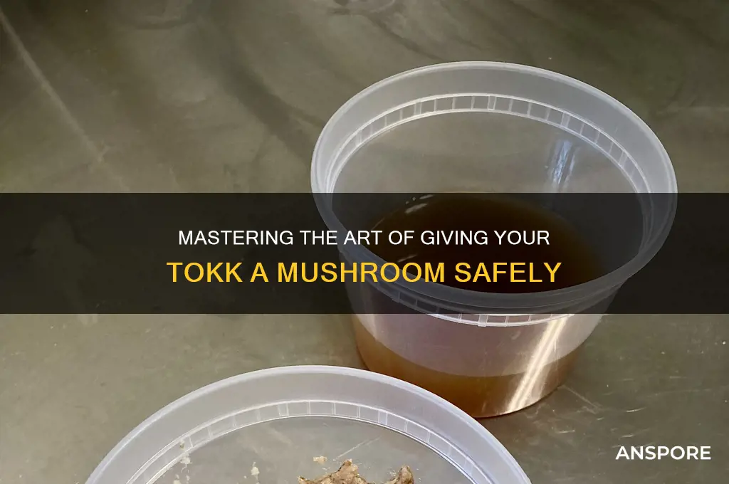 how to give tokk a mushroom