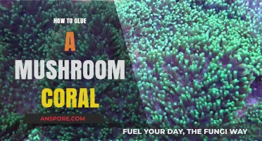 Mastering Mushroom Coral Adhesion: A Step-by-Step Gluing Guide