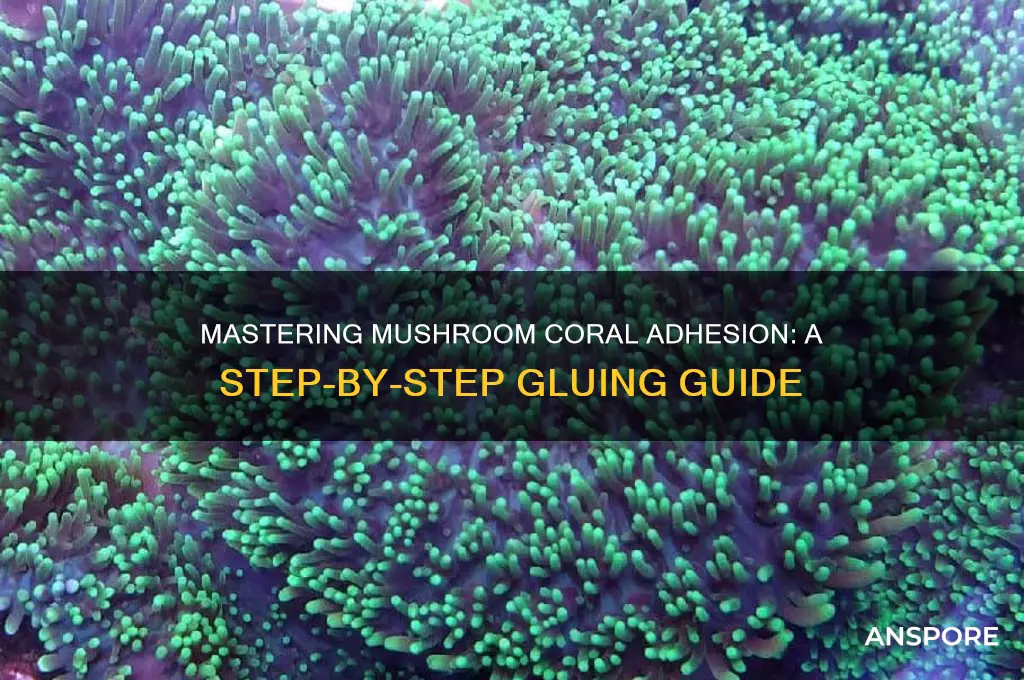 how to glue a mushroom coral