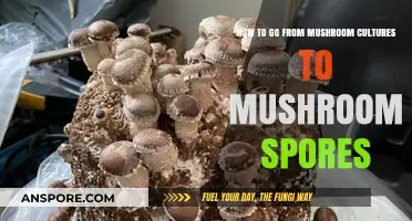 Cultivating Mushrooms: From Cultures to Spores – A Comprehensive Guide