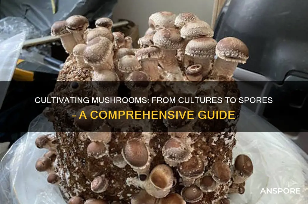how to go from mushroom cultures to mushroom spores