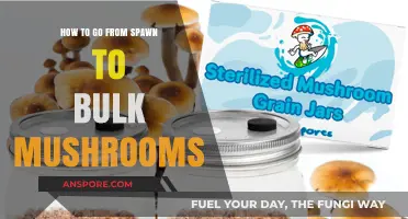 Mastering Mushroom Cultivation: Spawn to Bulk Growth Techniques