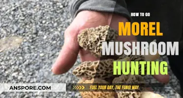 Master Morel Mushroom Hunting: Tips for Finding Elusive Forest Treasures